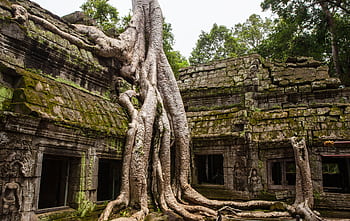 Ancient Ta Prohm temple with massive tree roots in Siem Reap, Cambodia. HD wallpaper
