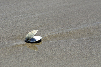 Gone..., sea, shell, gone, beach HD wallpaper