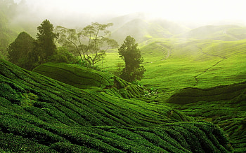 Sunlit scenery, Nature's paradise, Tea plantations, Mountain meadows HD wallpaper