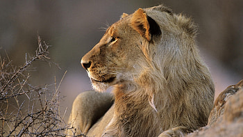 Animals, Lions HD wallpaper