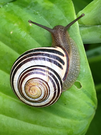Macro of a snail with a striped shell on a green leaf, showcasing natural beauty. HD phone wallpaper