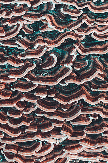 Mashrooms, Macro, Texture, Textures, Close-Up, Surface HD phone wallpaper