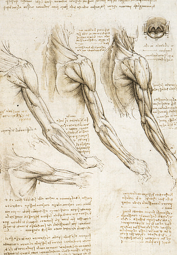 Leonardo da Vinci, Celebs, Classic , Timeless art HD phone wallpaper
