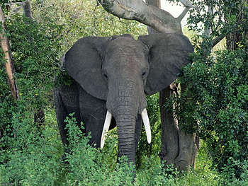 Animals, Elephants HD wallpaper
