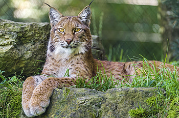 Eurasian lynx, Intense gaze, Forested habitat, Feline hunter HD wallpaper