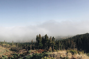 Nature, Grass, Sky, Forest, Fog HD wallpaper