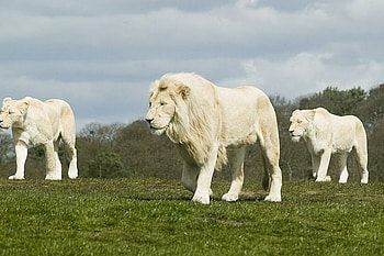 white_lions, two female, walkabout, male HD wallpaper