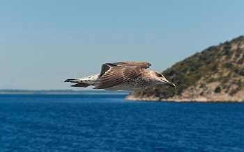 Animals, Sea, Bird, Flight, Gull, Seagull HD wallpaper