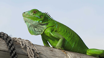 Green iguana, Iguana HD wallpaper