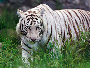 Animals, Grass, Aggression, Striped, Predator, Stroll, Tiger HD wallpaper