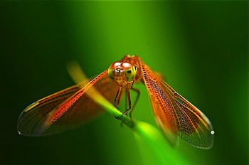 Dragonfly , Dragonfly art, Dragonfly HD wallpaper