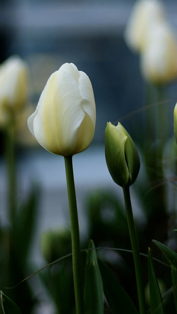 Tulip flowers, White flowerbed, Ultra , Natural beauty HD phone wallpaper