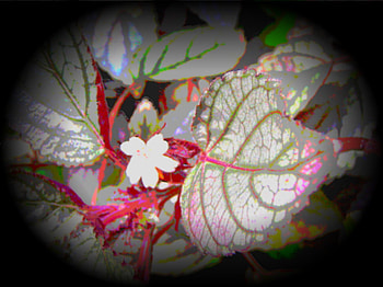 white flower, white, old fashioned, flower HD wallpaper