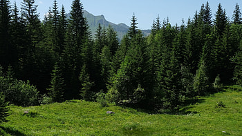 Beautiful Green Leaves Trees Bushes Grass Field Mountains Sky Background Nature HD wallpaper
