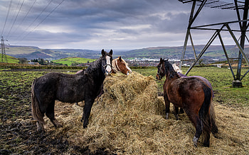 Horses, hay, animal, pasture HD wallpaper