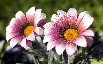 sun flowers, flowers, raindrops HD wallpaper