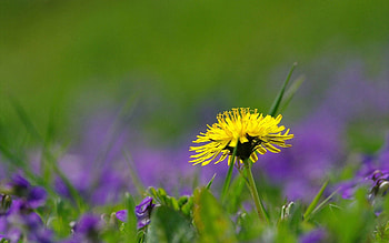 Grass, Plant, Macro, Dandelion HD wallpaper