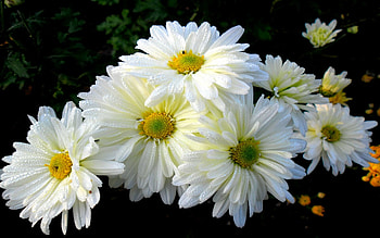 Chrysanthemum, , Stunning background, Natural scenery HD wallpaper