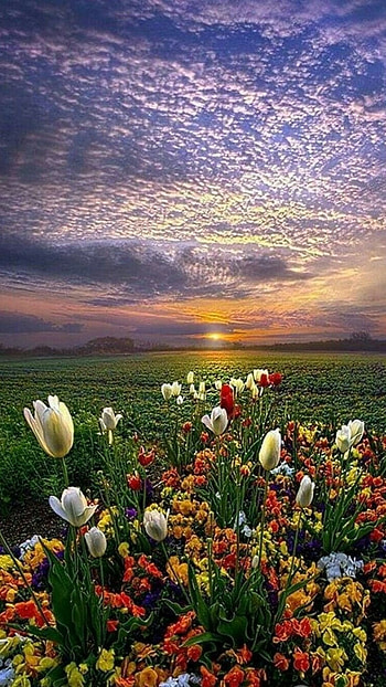 Beautiful Flowers, Natural Flowers HD phone wallpaper