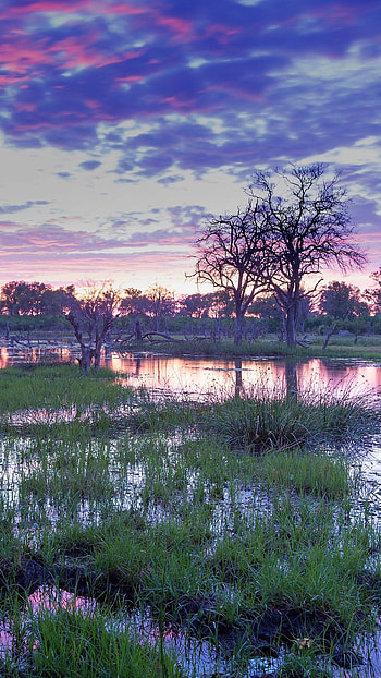Okavango Delta, Botswana wildlife, African adventure, Windows spotlight HD phone wallpaper