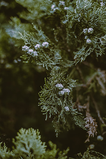 Seeds, Cypress Tree HD phone wallpaper