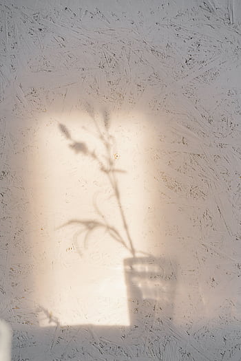 A subtle shadow of a flower cast on a textured wall, creating a calm and artistic ambiance. HD phone wallpaper