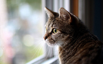 Animals, Cat, Muzzle, Sadness, Glass, Sight, Opinion, Window, Sorrow, Waiting, Expectation HD wallpaper