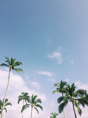 Nature, Trees, Sky, Leaves, Palms, Branches, Tropics HD phone wallpaper