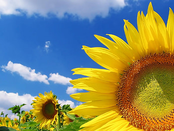 Plants, Flowers, Sunflowers HD wallpaper