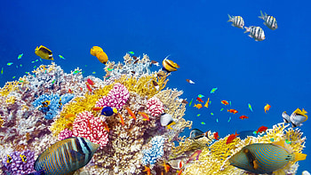 Beautiful , Nature at its finest, Coral reef splendor, Tranquil beauty HD wallpaper