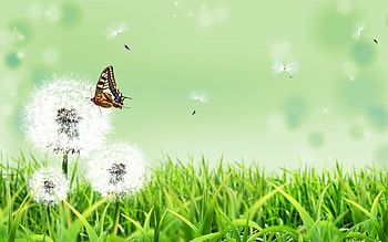 Butterflies, Insects HD wallpaper
