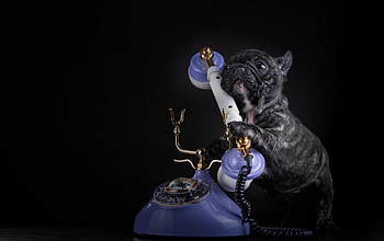 Yes!, animal, black, cute, Dog, , puppy, funny, french bulldog HD wallpaper