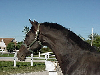 Thoroughbred Stallion, animal, horse, stallion HD wallpaper