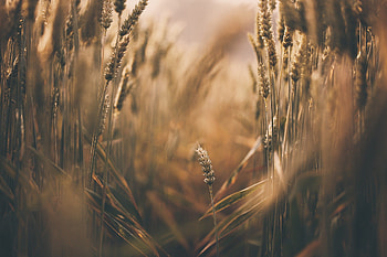 Wheat, wheat, nature HD wallpaper