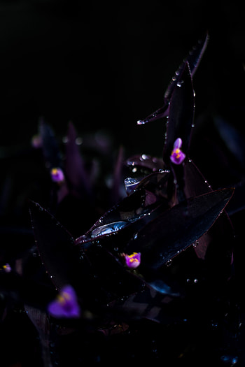 Flowers, Drops, Plant, Macro, Dark, Wet HD phone wallpaper