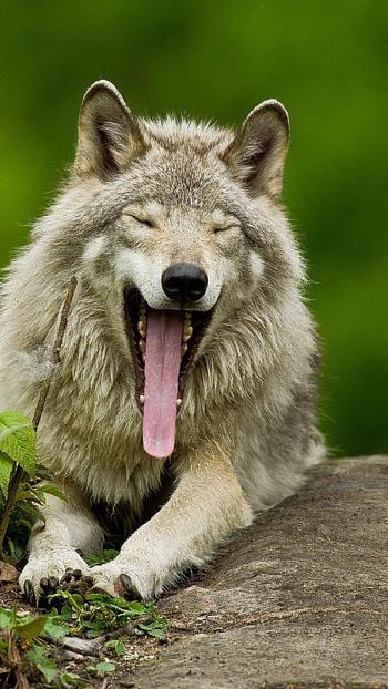 Wolf, Cute Wolf HD phone wallpaper