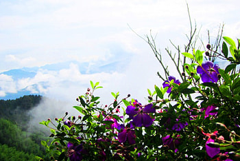 mountains mist-shrouded, sky, flowers, mountains, mist-shrouded HD wallpaper