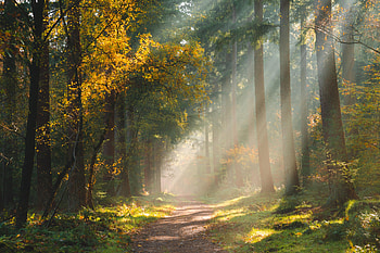 Trees, Nature, Shine, Light, Forest, Path HD wallpaper