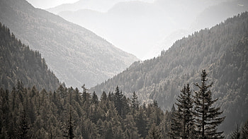 Foggy Forest HD wallpaper