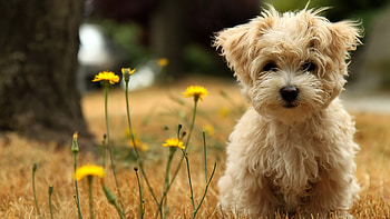 Beautiful dog , Captivating , backgrounds, Pets' adorable charm HD wallpaper