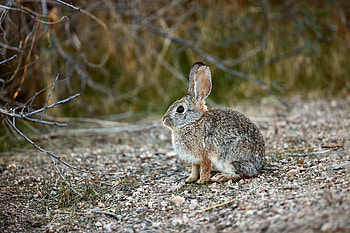 Animals, Grey, Wildlife, Animal, Nice, Sweetheart, Rabbit HD wallpaper