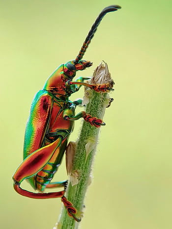 Close-up of a brilliantly colored beetle on a stem, showcasing vivid details. HD phone wallpaper