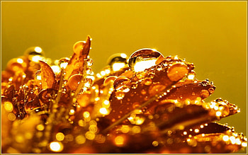 Drops, Flower, Macro, Dew HD wallpaper