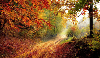 Rural Autumn Lane, dirt, grass, hidden, orange, sun rays, muddy, brown, green, yellow, foggy, autumn, forest HD wallpaper