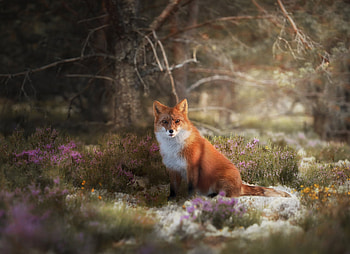 Wildlife, meadow, Red Fox, animal HD wallpaper