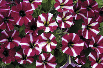 Flowers, Striped, Petunia, Duchsvetnaya, Spirited HD wallpaper