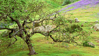 oak tree , Background , Nature's serenity, Captivating visuals HD wallpaper