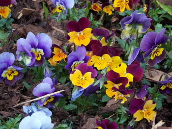 PANSIES ARE BEAUTIFUL, FLOWERS, PANSIES, BEAUTIFUL, GORGEOUUS HD wallpaper