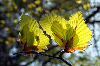 Beautiful Leaves, cool, beautiful, leaves HD wallpaper