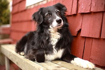 Dog, sweet, animal, dogs, cute, beautiful, puppys, puppy, pretty, animals, lovely HD wallpaper